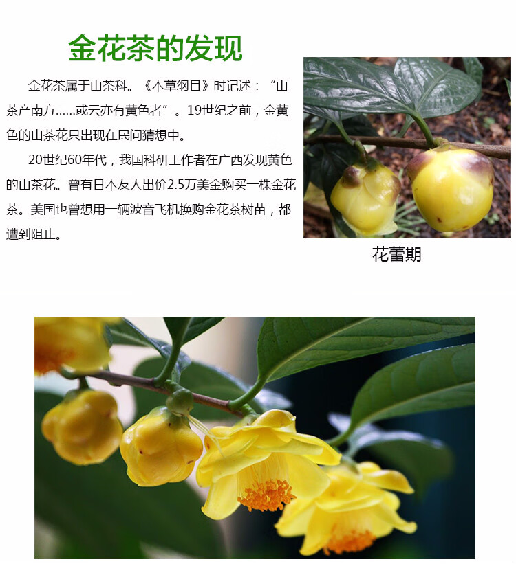 soumiety广西防城金花茶树苗带花苞金花茶盆栽金茶花苗茶树苗名贵茶花