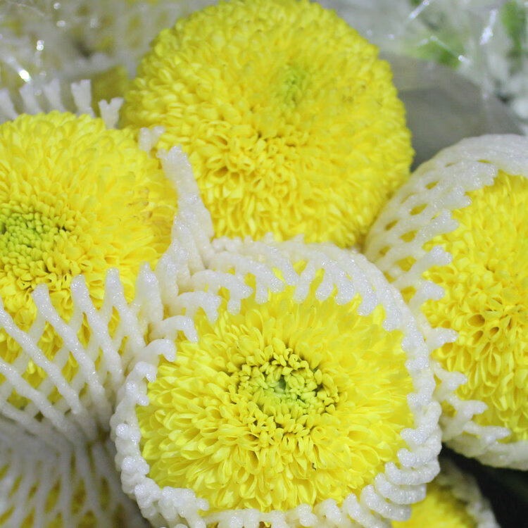 乒乓菊配花花乒乓菊批花菊花鲜花卧室客厅插花鲜花圆花 乒乓菊(白色)