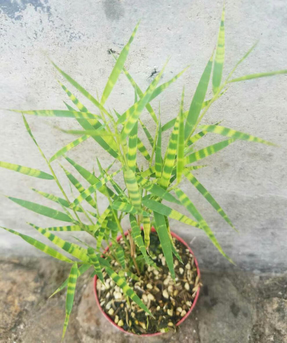 园艺斑纹竹日本山野草虎斑风竹斑入风竹澳洲风竹菲白竹盆栽虎斑竹虎斑