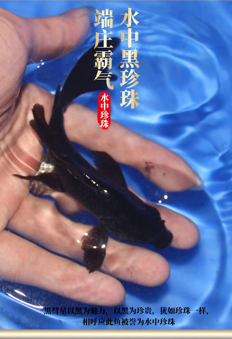 荣郁 纯种黑彗星蝴蝶鲤白金蝴蝶鲤配鱼黑锦鲤鱼淡水冷水观赏鱼 精品黑