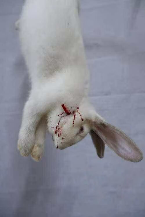 新鲜带皮兔肉兔子肉兔肉新鲜活兔现杀整只顺丰带皮整只净重45斤以上