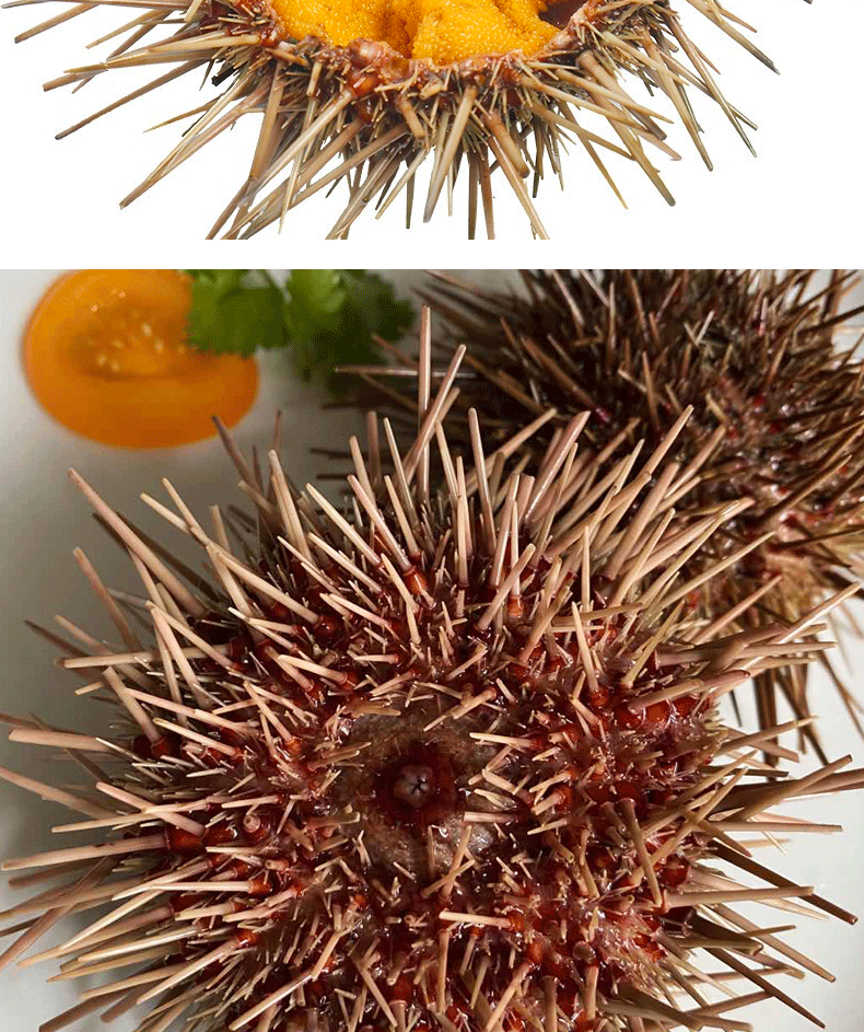 乐食港 【活鲜】 鲜活大连黄海胆 紫胆 马胆 海鲜水产海胆 活黄胆2.