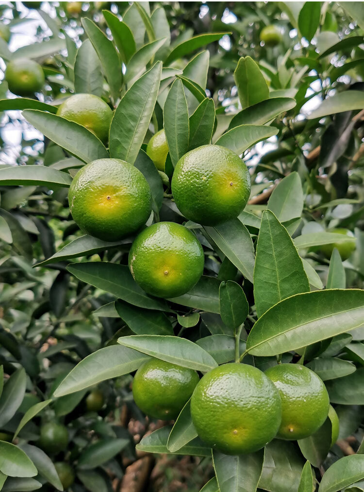 广西清香蜜桔砂糖橘桂林纯甜茶橘薄皮蜜橘巴西柑新鲜水果510斤大果