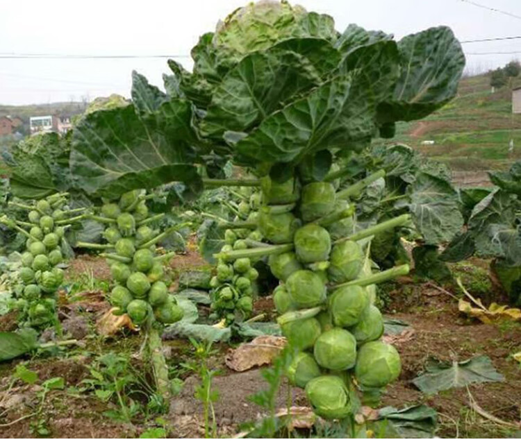 孢子甘蓝种子羽衣甘蓝种四季春秋季紫甘蓝种籽卷心菜大头菜蔬菜孑育苗