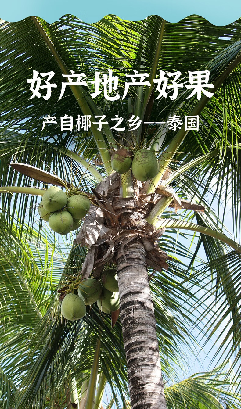 泰国椰青9个装热带新鲜椰子水果香水椰奶鲜椰子9个