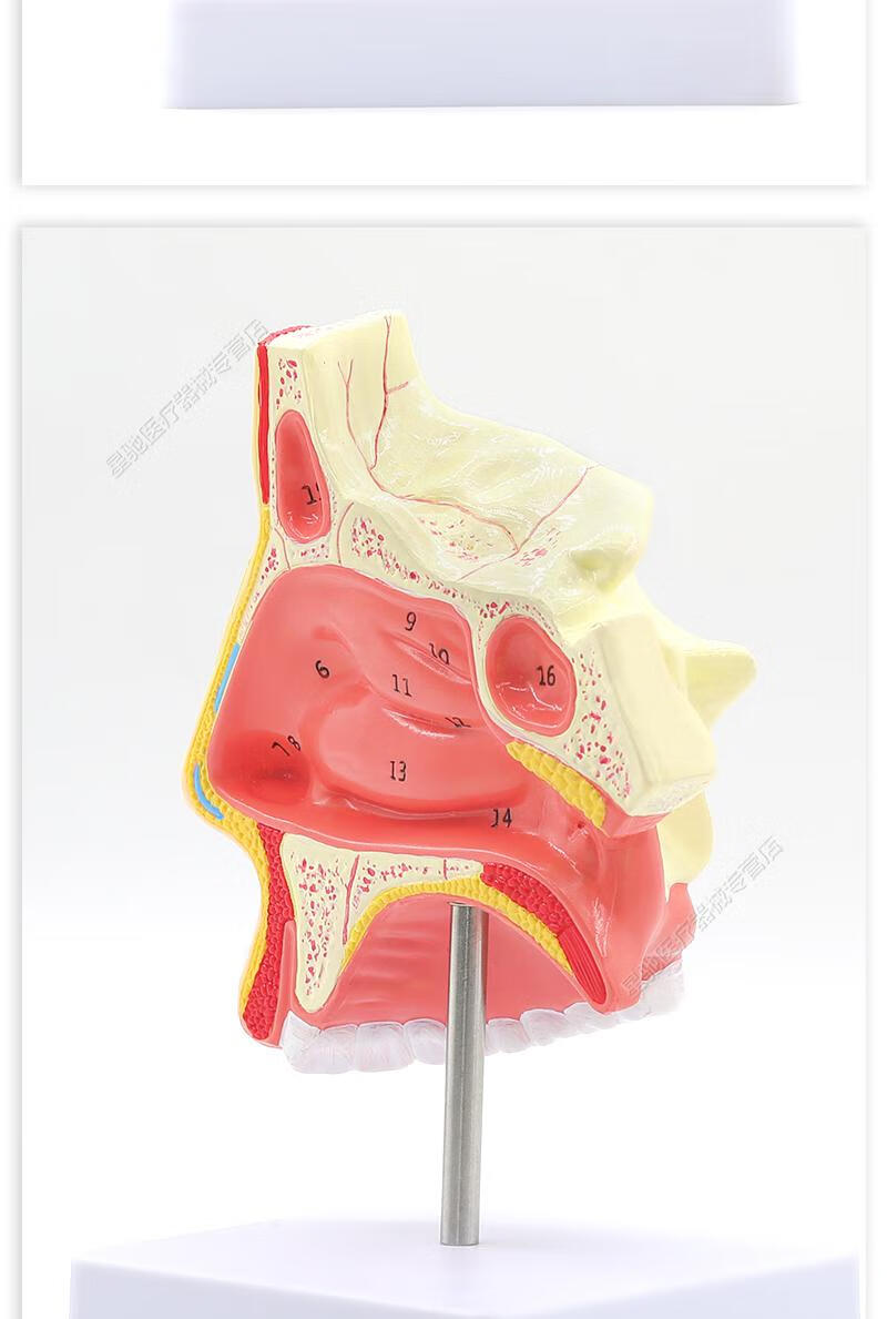 品牌优选人体鼻腔解剖模型耳鼻喉科医学教学模型鼻子口腔鼻部结构组织