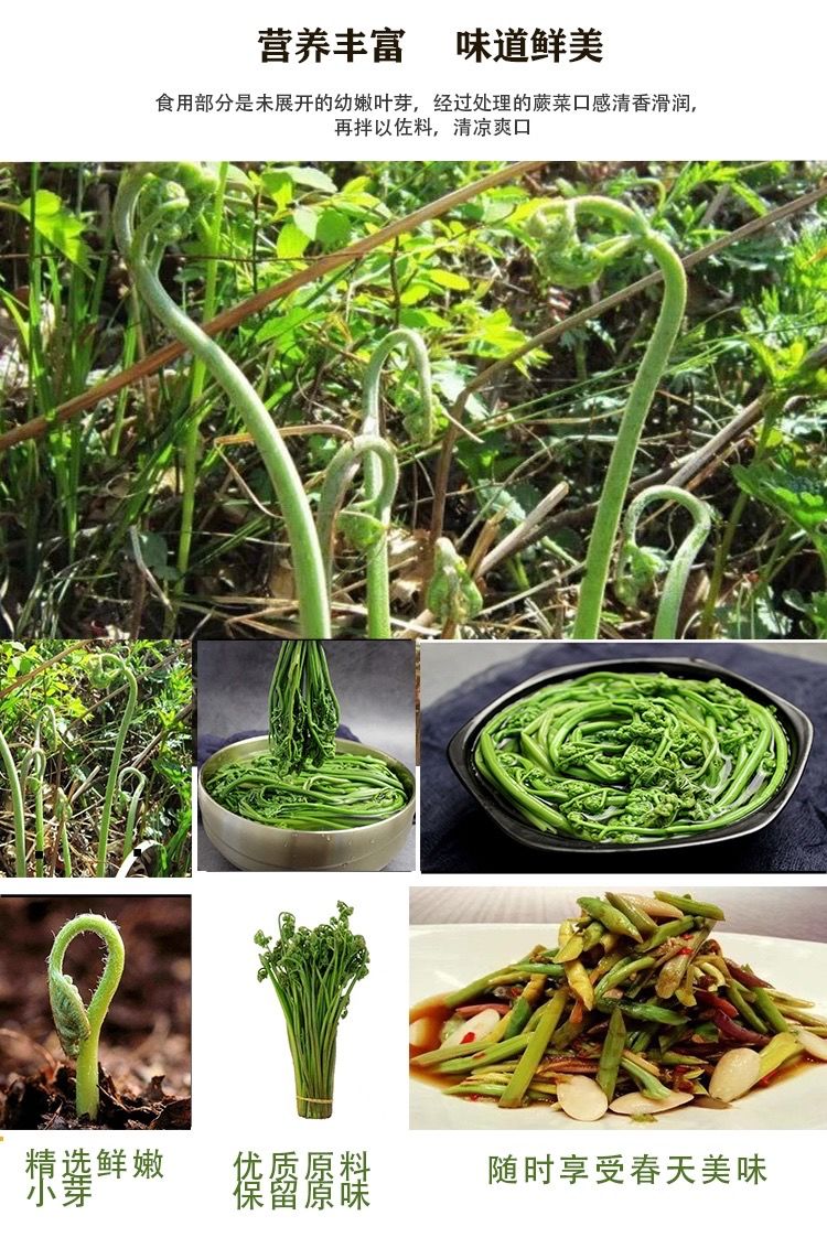 東北特產東北特產山蕨菜新鮮山野菜袋裝保鮮750g涼拌炒菜蕨菜東北蕨菜