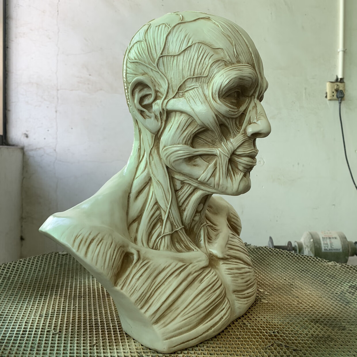 1:3艺用人体肌肉骨骼头雕骷髅头骨绘画参考胸像解剖头颅模型美术 49