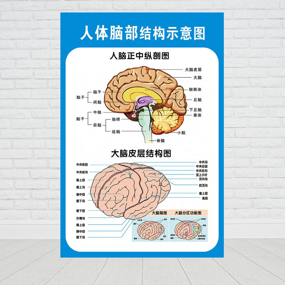 大脑解剖图脑示意图医院布置海报医学宣传人体器官解剖挂图贴 大脑