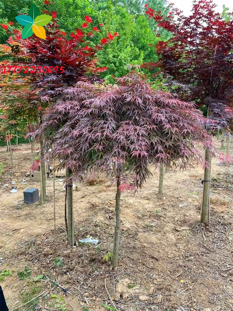 紅羽毛楓樹苗垂枝羽毛楓盆景日本紅楓別墅綠化風景樹庭院耐寒苗木 木