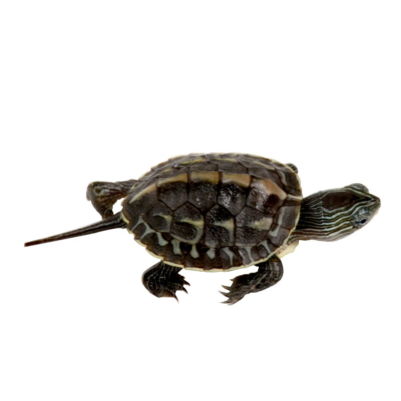 宠物乌龟花龟小型乌龟苗活体杂食性好养活物珍珠龟 8-10cm【1只】