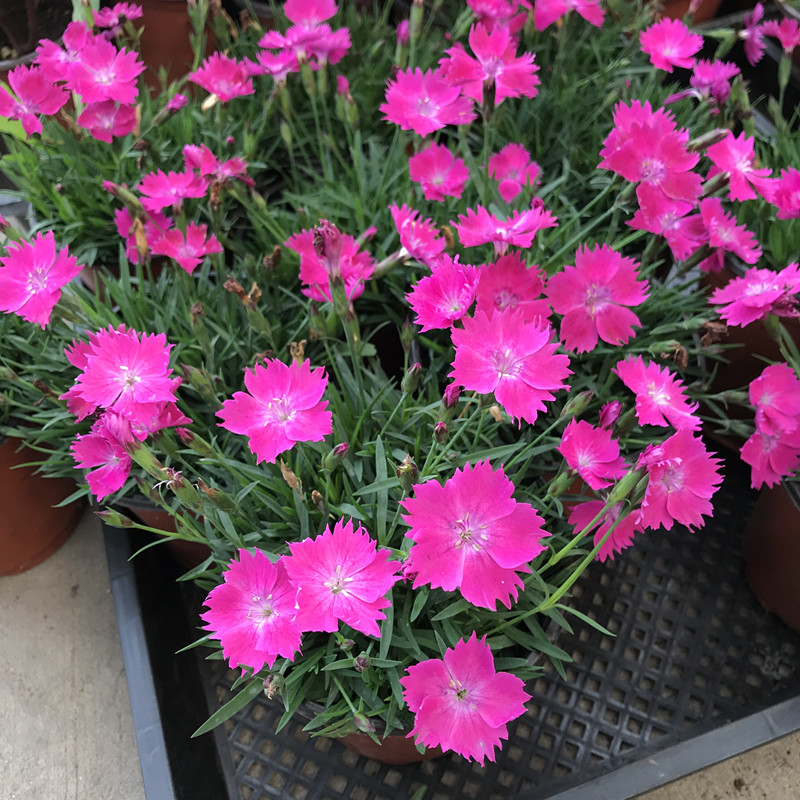 欧石竹多彩石竹盆栽 石竹花苗带花发 石竹梅 庭院耐寒露天花 玫红石竹