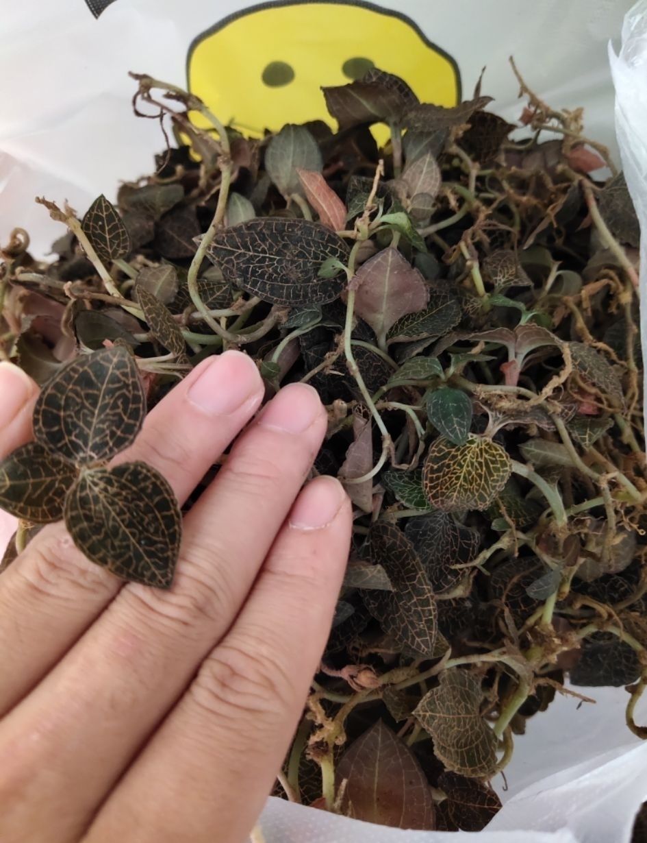 【金线莲】广西正宗野生种植青杆小叶金线莲金丝草 250g鲜【图片 价格
