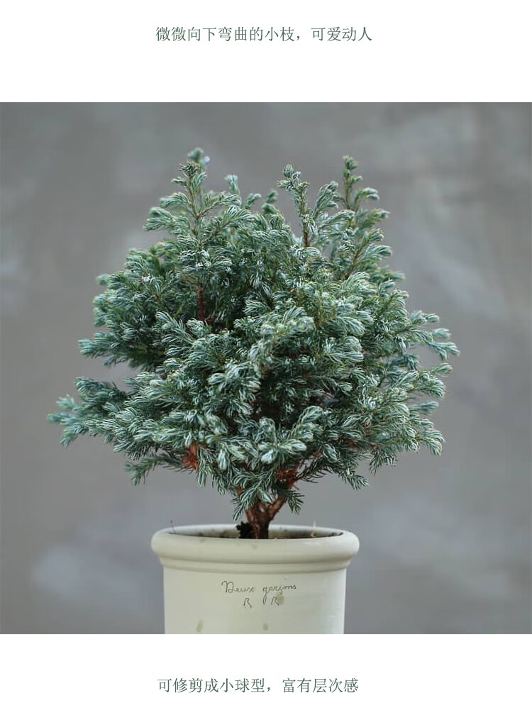 蓝湖柏小盆栽蓝色波尔瓦蓝柏蓝冰柏卷柏净化空气耐寒圣诞绿植冬季红陶