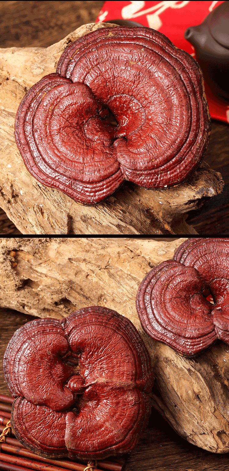 秦霄堂 紫灵芝赤灵芝500克 东北长白山半整枝灵芝可切片泡水煲汤料