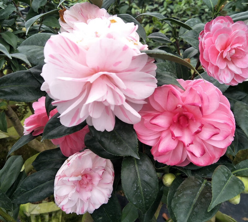 乔伊肯德力克一树多色茶花树苗绿植庭院阳台客厅名贵花卉盆栽盆栽花卉
