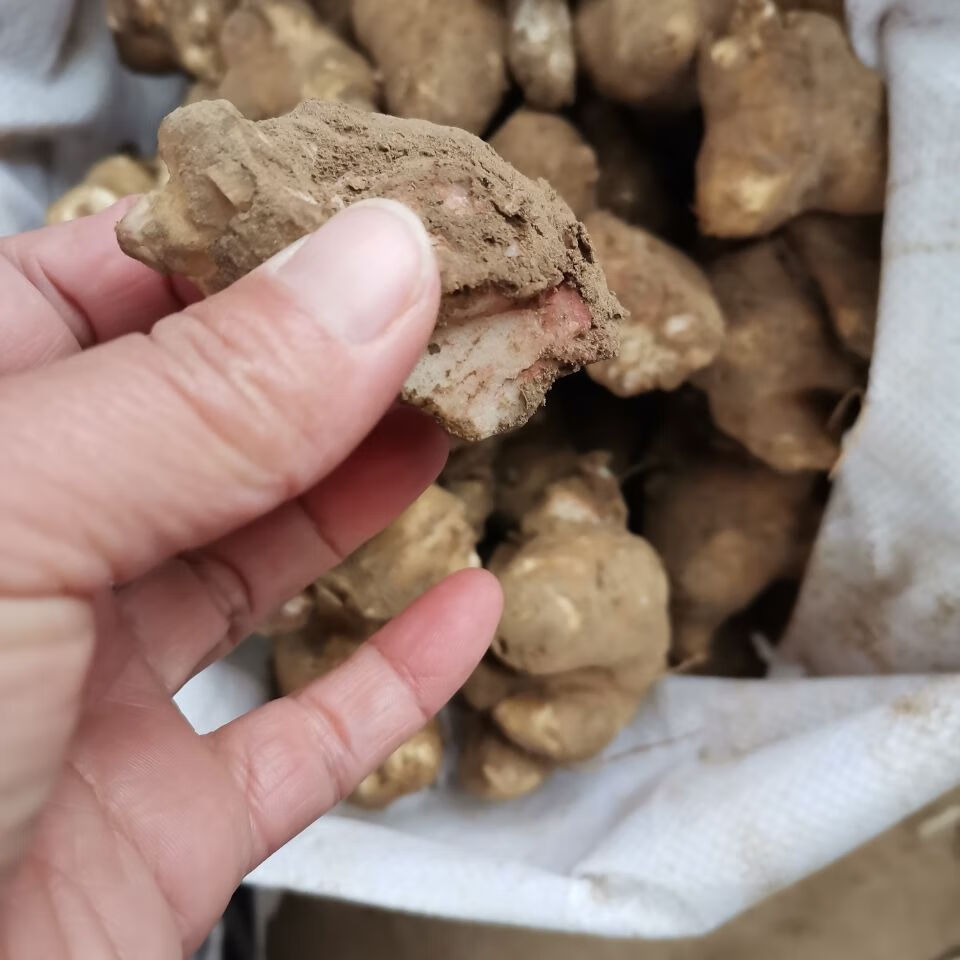 新鲜洋姜种子1斤/3斤/5斤发芽种植鬼子姜菊芋头地姜菜姜洋姜种子 10斤