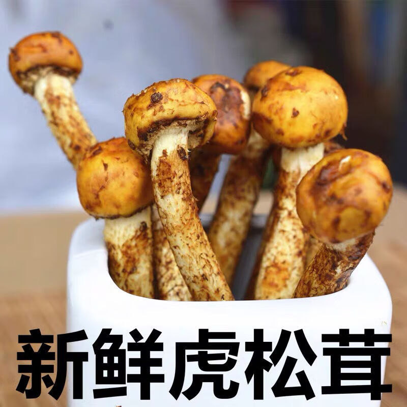 新鲜虎松茸菌菇煲汤爆炒养生食材口感鲜美营养丰富250g/云野山珍 新鲜