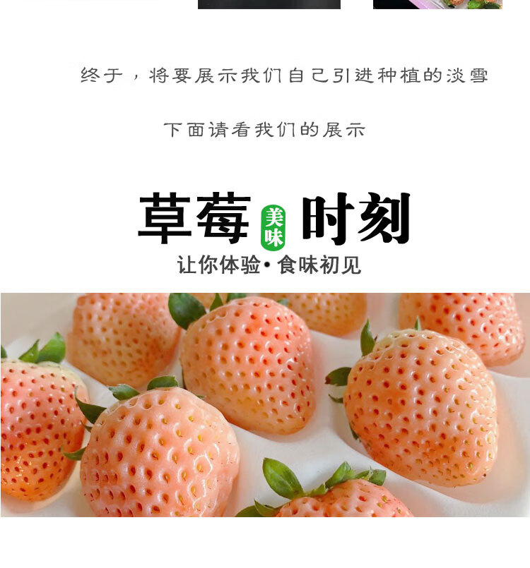 顺丰直达日本淡雪草莓粉橙色白草莓配新鲜现摘孕儿水果礼盒装坏果包赔