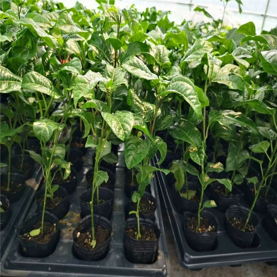 boussac新品种金蜜百香果苗 甜蜜百香果树苗 纯甜 黄金果苗 四季不断