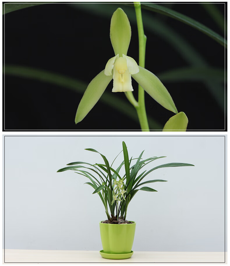 观音素 素色花朵建兰四季兰兰花 室内绿色植物花卉盆栽盆景连城 观音