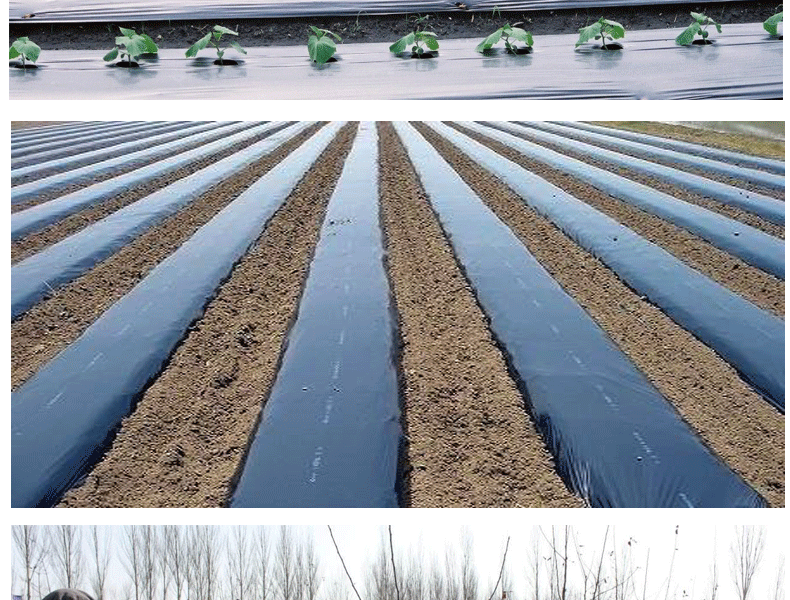黑色地膜黑地膜农用除草防草膜全黑色银白色保温保湿果树蔬菜种植塑料