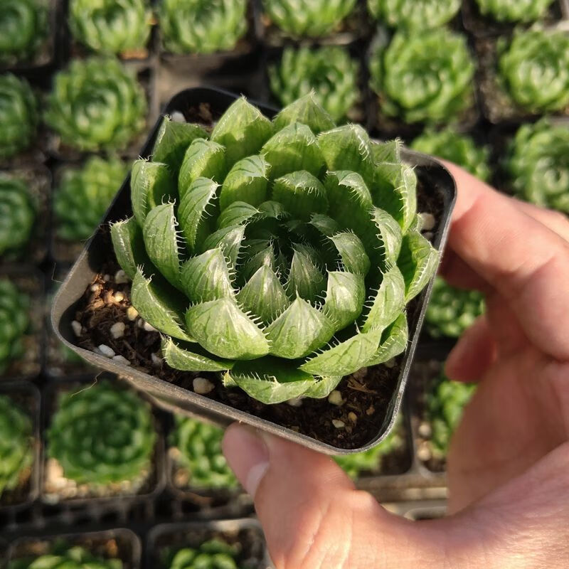 新款客厅大棵樱水晶玉露多肉植物白银寿十二卷多肉绿植花卉 70杯樱