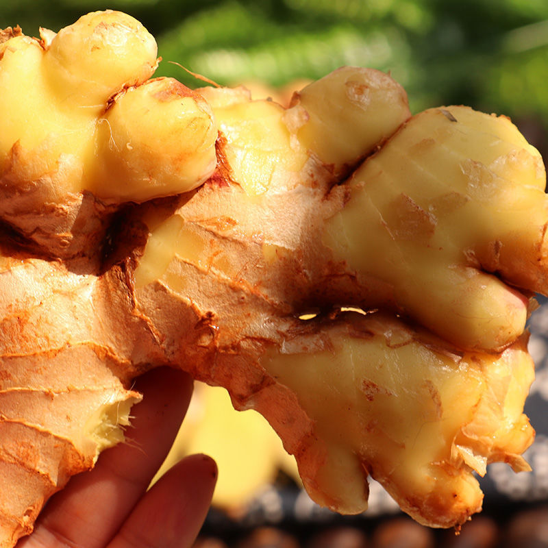 老姜大黄姜新鲜姜母出口品质大姜 【姜块】精选1斤