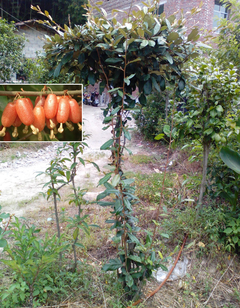 花姬胡颓子树苗树桩甜棒槌胡秃子清明籽苗地径4公分单杆桩不含盆