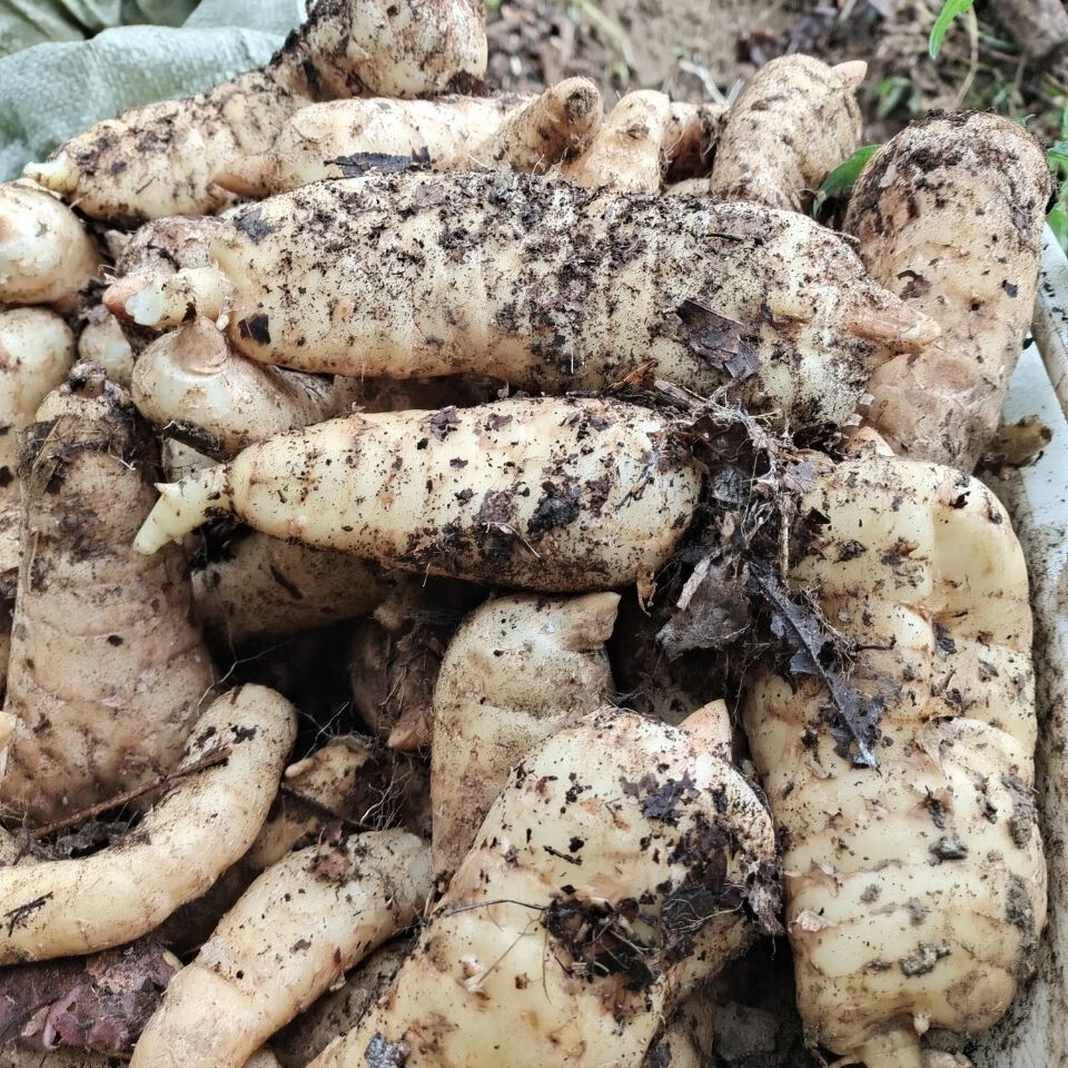 贵州省大方县新鲜天麻出山了,新鲜现挖当天发顺丰.