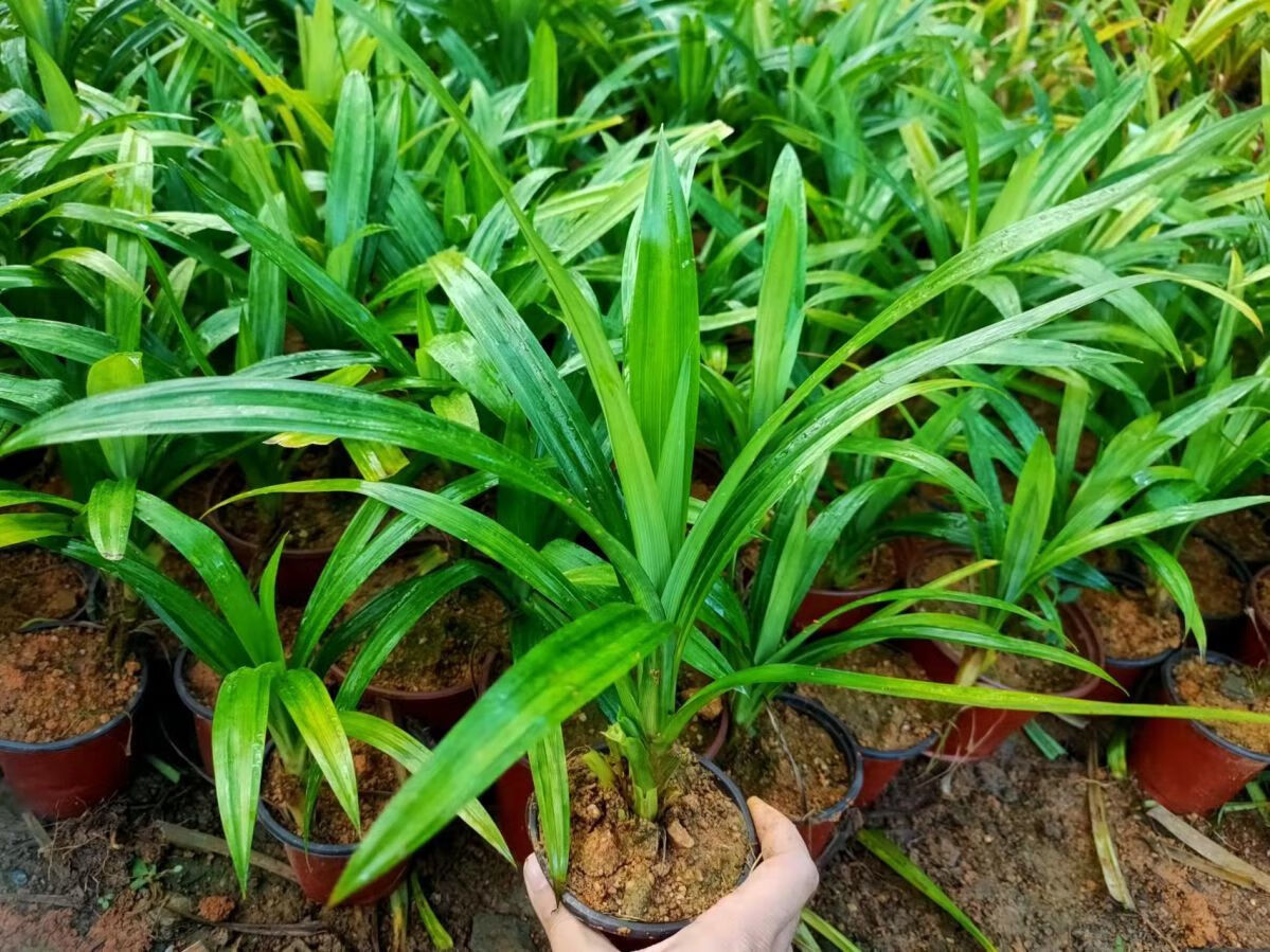 *轻奢株新马泰香兰叶苗斑兰叶苗斑斓叶苗盆栽斑兰盆景绿植抖音网红sn