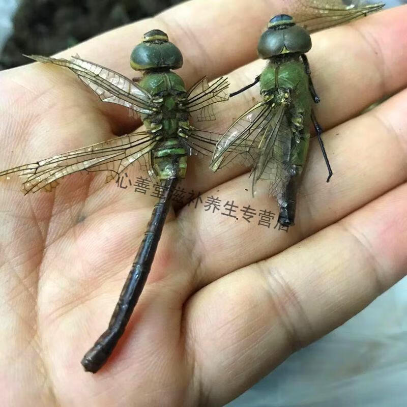【志医世家】中药材蜻蜓 绿蜻蜓 黄蜻蜓 干蜻蜓 黑蜻蜓大蜻蜓 青色