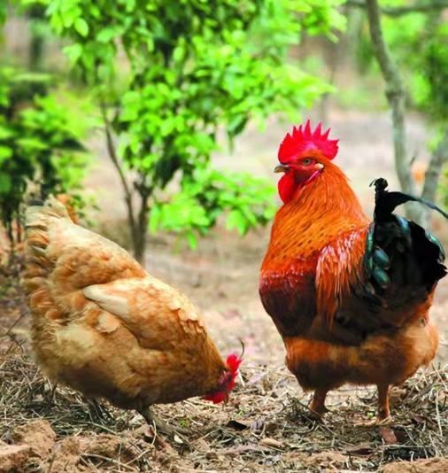 瑾伦半大正宗九斤红活体幼苗大种红玉鸡活鸡九斤黄红瑶鸡脱温苗九斤红