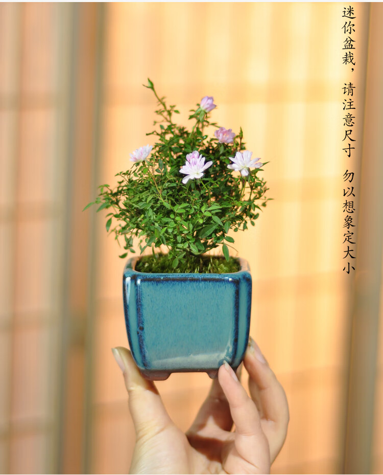 姬月季日本姬乙女姬蔷薇迷你微盆景室内阳台桌面四季花开盆栽花卉紫红