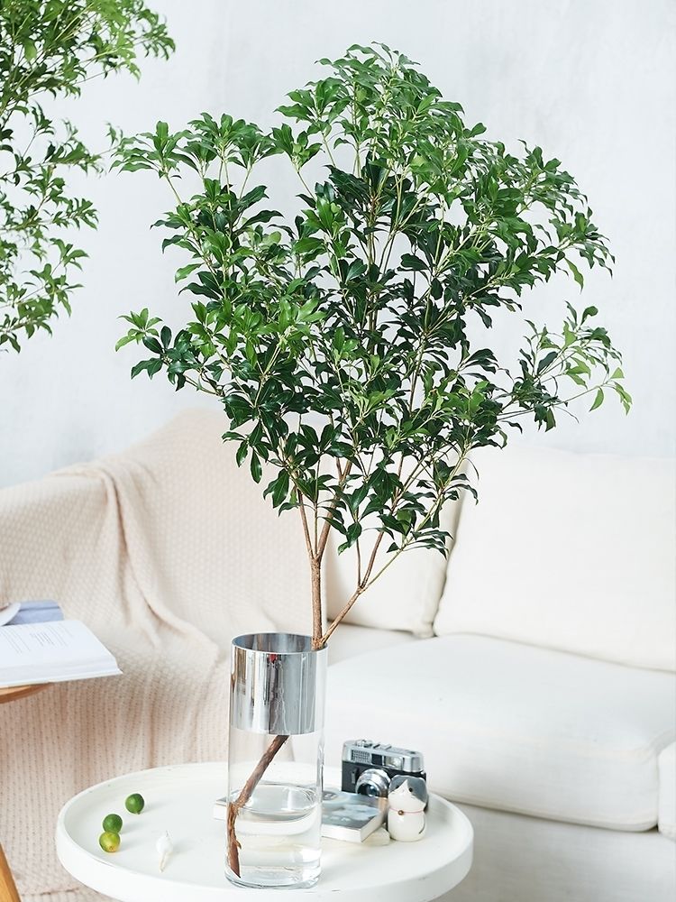 日本马醉木水培植物鲜切吊钟枝条室内装饰绿植花卉90110cm一支送80