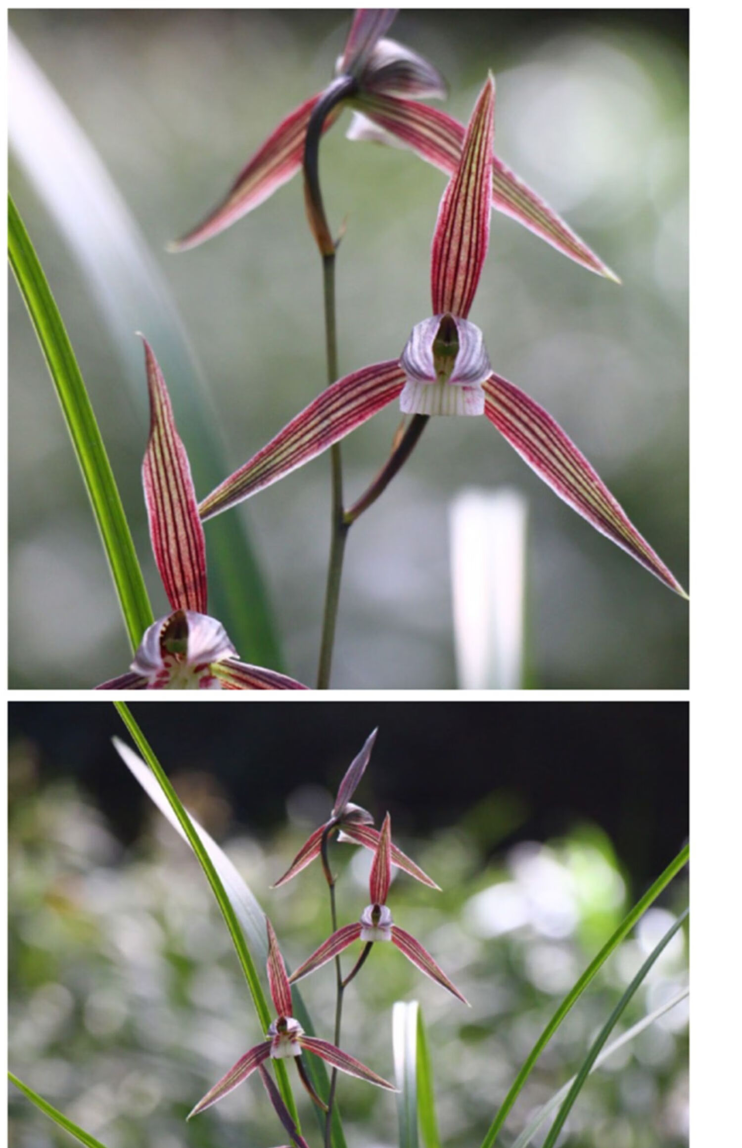 兰花苗细叶寒兰带花苞建兰四季兰墨兰春兰蕙兰阳台绿植物盆栽 37高叶