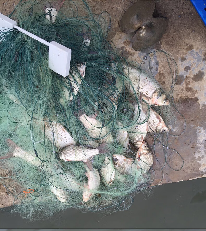 鱼网沾 粘鱼网渔网鱼鱼网三层沉网沾丝网单层鲫鱼白条挂网鱼工具神器