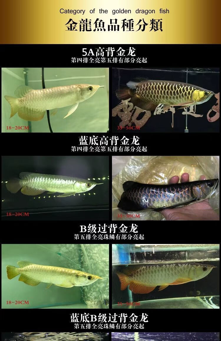 榮鬱24k過背金龍魚金頭過背金龍藍底b級高背金龍熱帶魚觀賞魚活體魚苗