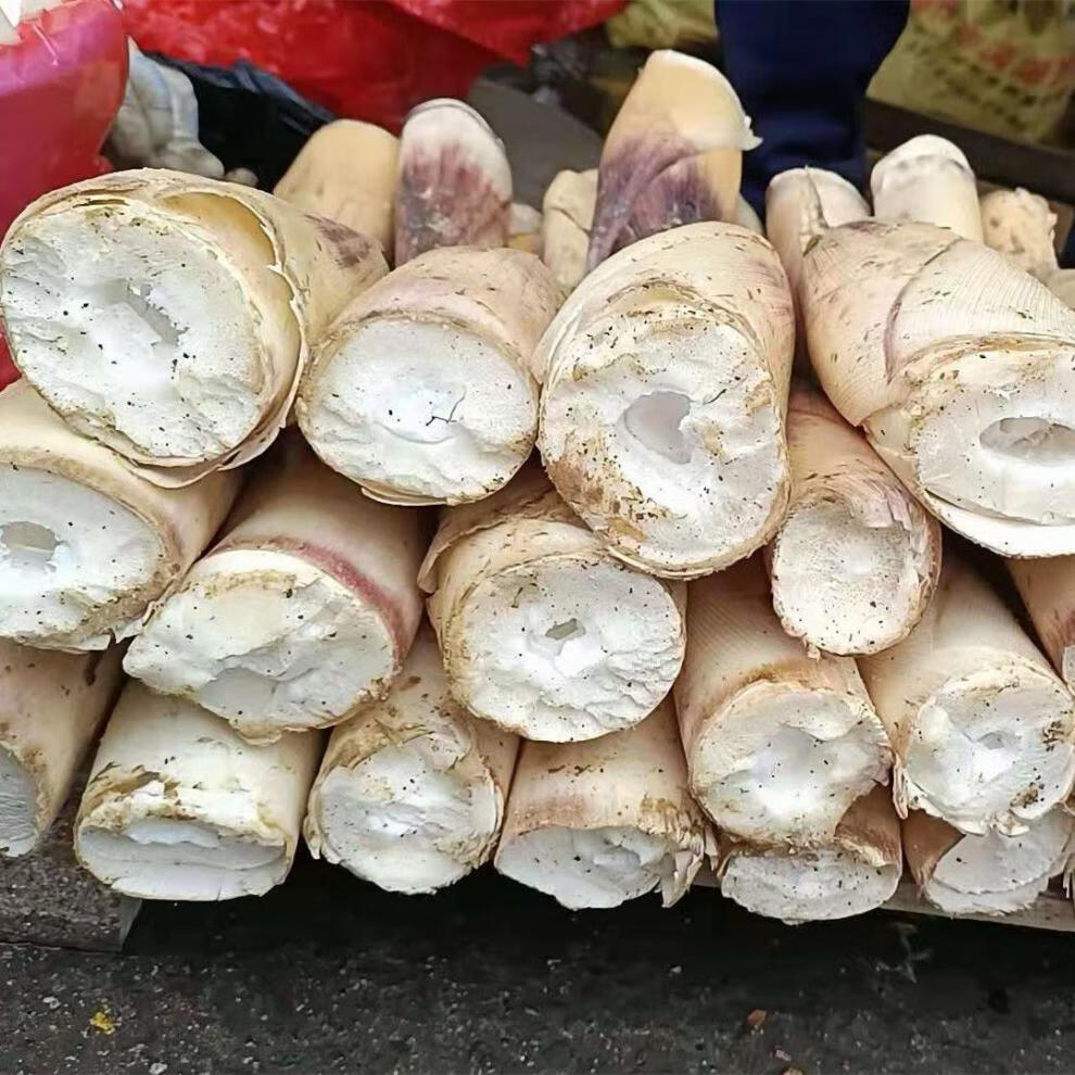 广西高山春笋苦笋新鲜现挖雷笋野生小竹笋冬笋小笋1斤