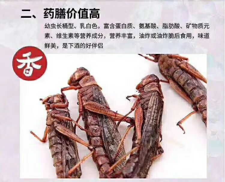 土墩儿蝗虫图片