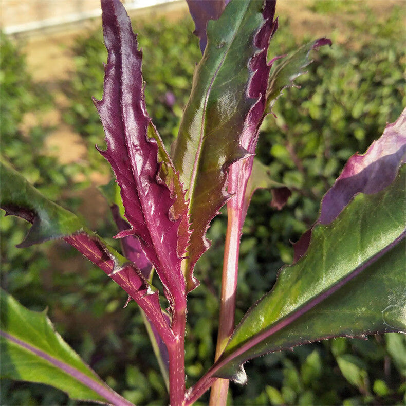 血皮菜四川新鲜紫背菜紫背天葵观音菜红背菜新鲜蔬菜2斤装