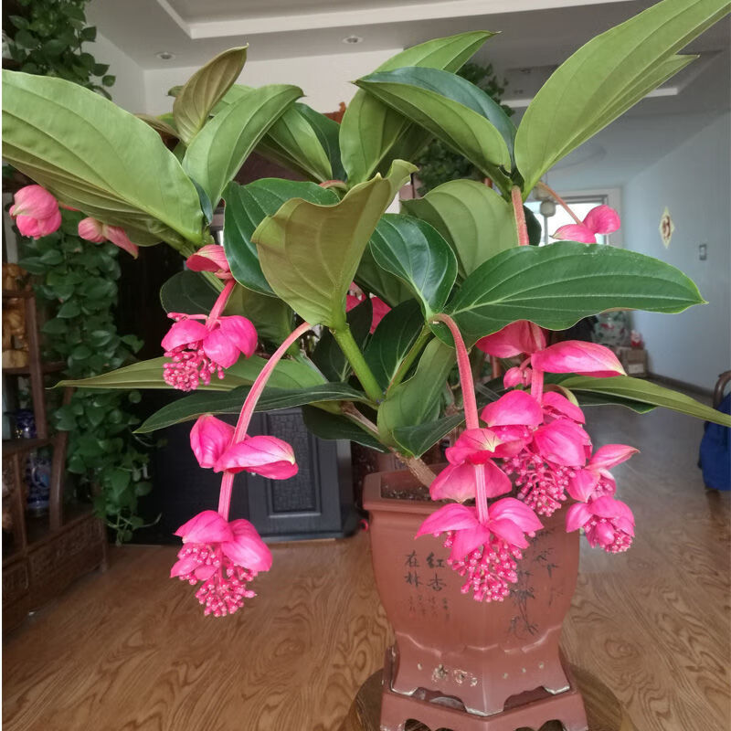 祉鹿宝莲灯花卉进口木质化花盆栽绿植室内客厅办公室花2384头三层肥土