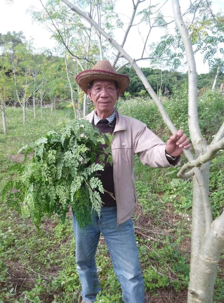 云南辣木叶 特级辣木籽叶茶的功效新鲜自然晒干粉养生茶 200目辣木叶