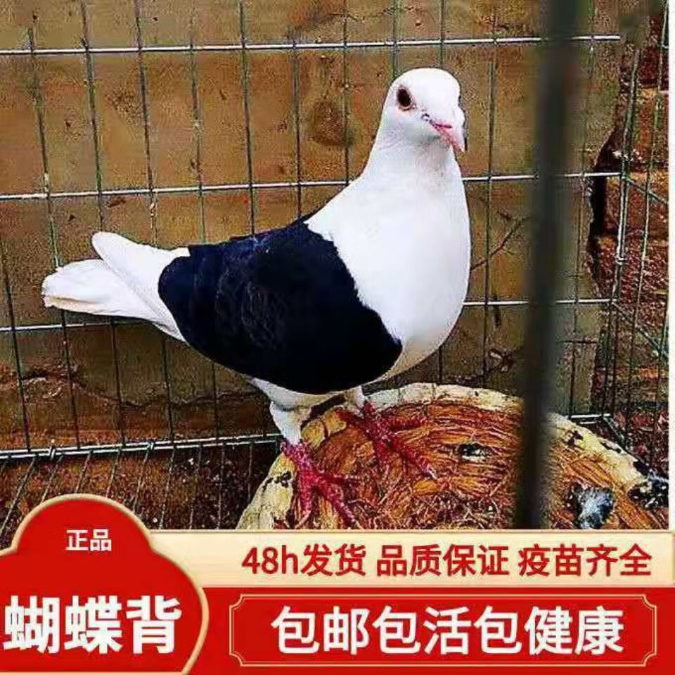 【蝴蝶背信鸽】鸽子活体公母一对宠物小鸟好鸽子异色信鸽活物包活