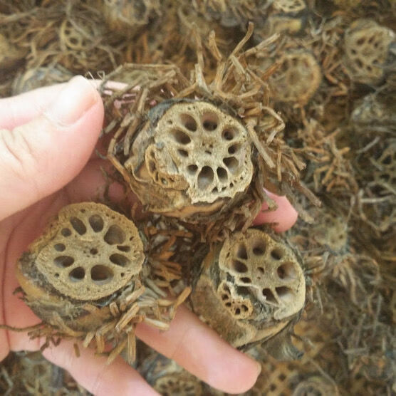 新鲜藕结老藕节新货鲜藕节带须莲藕节中材中草治流鼻血现挖现发 3斤装