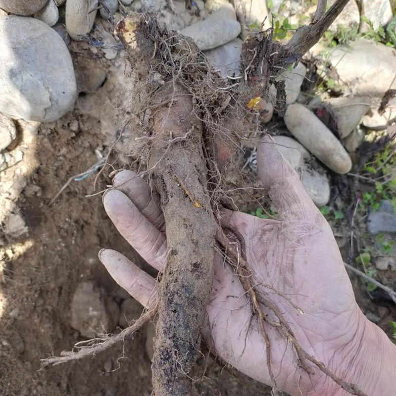 野生土大黄 洋铁叶子根 牛耳大黄粉 羊蹄根 牛舌草 土大黄500克