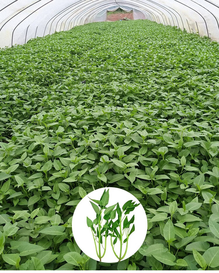 北蔬空心菜菜籽通心菜苗蔬菜种苗阳台盆栽种菜三叉空心菜苗5棵