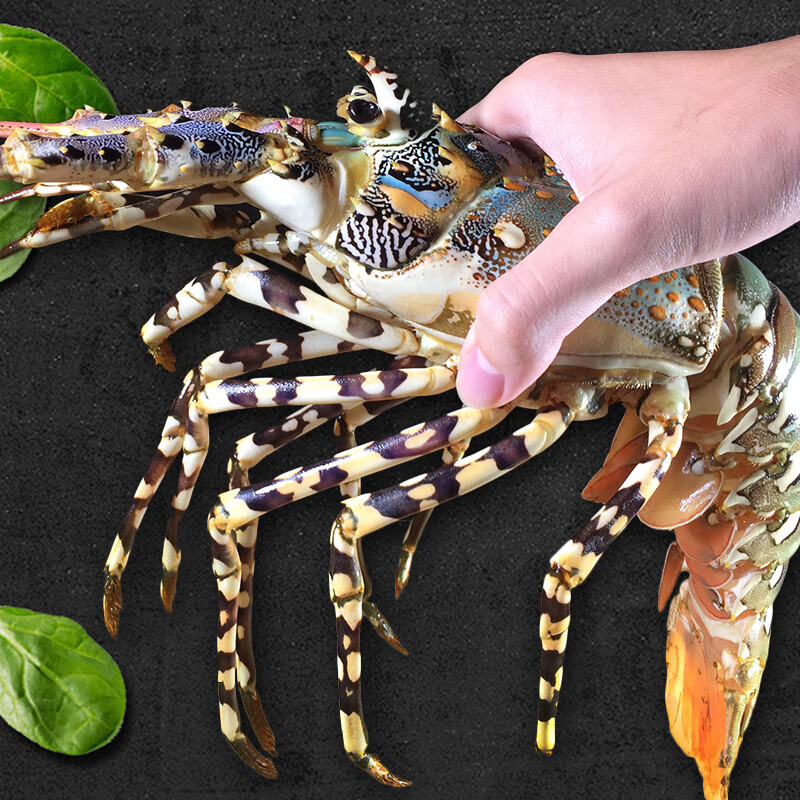 花龙虾鲜活生冻大龙虾海捕青龙虾波士顿龙虾新鲜速冻