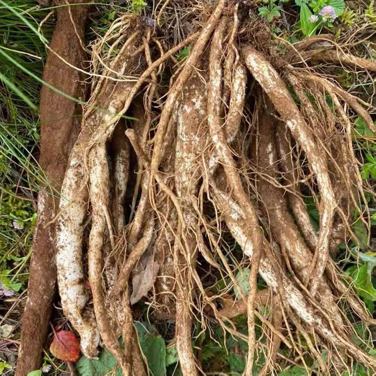 【新鲜采挖】云南楚雄大蓟菜 马刺根 刺萝卜 恶鸡新鲜现挖顿鸡排骨