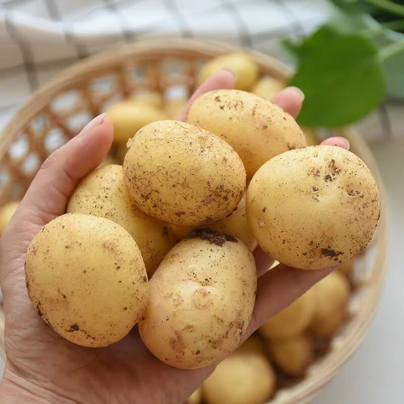 年货精选云南新鲜现挖黄皮黄心迷你小土豆马铃薯洋芋农家自种蔬菜新鲜